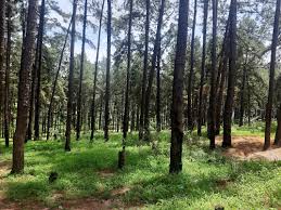Ngwo Pine Forest