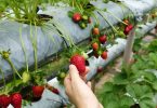 Fruit Picker Jobs in Australia
